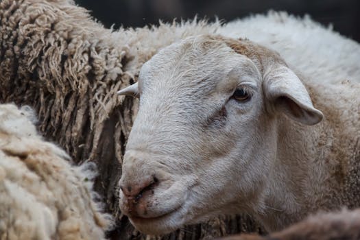 A detailed close-up of a sheep among a flock on a farm, showcasing wool texture.