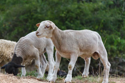 Sheep on Brown Ground