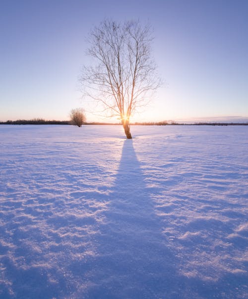 A Leafless Tree on a Snow-Covered Field