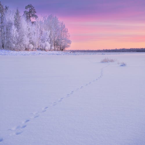 Бесплатное стоковое фото с winter, деревья, зима
