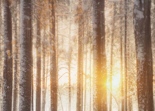 Foto stok gratis batang pohon, cuaca dingin, hutan