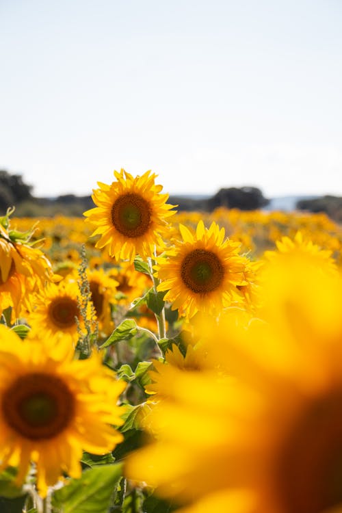 A Sunflower Field 