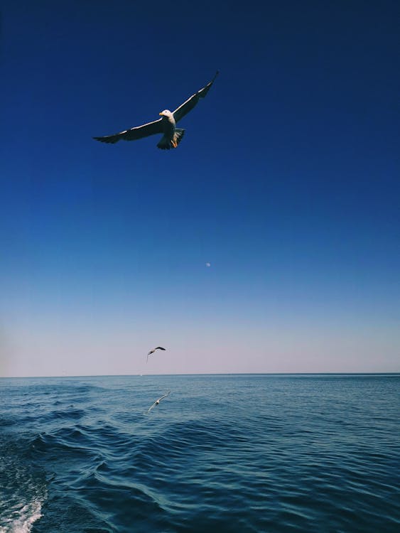 Seagulls Flying over Ocean