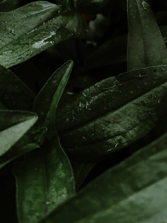 Close Up Shot of Green Leaves · Free Stock Photo