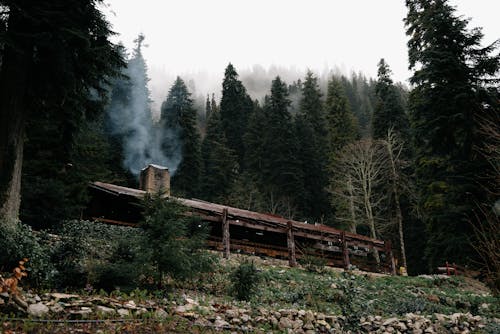 Green Trees Near the Wooden House