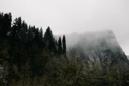 Free A serene view of a misty plateau with dense fog enveloping evergreen trees in a natural setting. Stock Photo