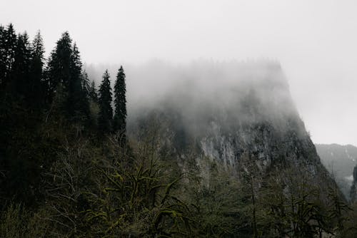 Foto profissional grátis de árvores, cênico, enevoado