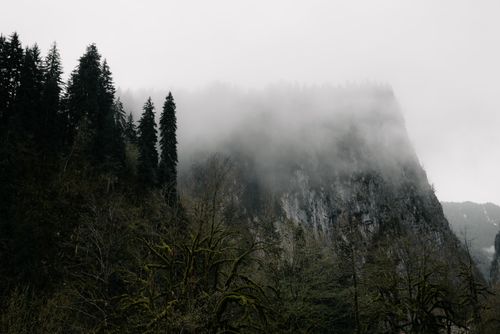 Free Foggy mountain landscape with towering trees and dense forest. Stock Photo