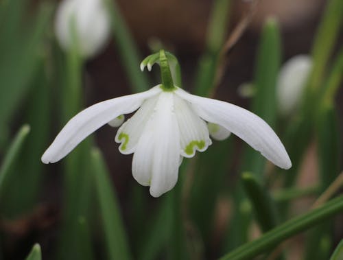 Foto d'estoc gratuïta de camp de neu, flor blanca, flor de jardí