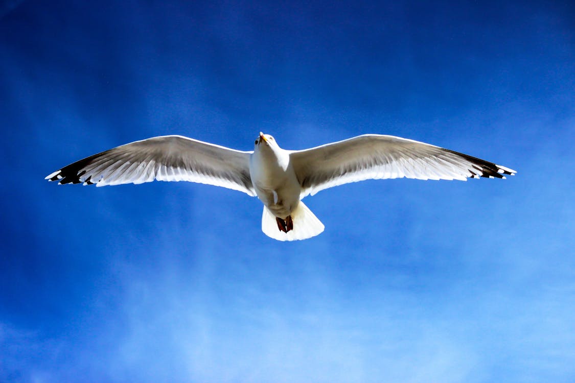 Weiße Möwe Fliegt Auf Himmel