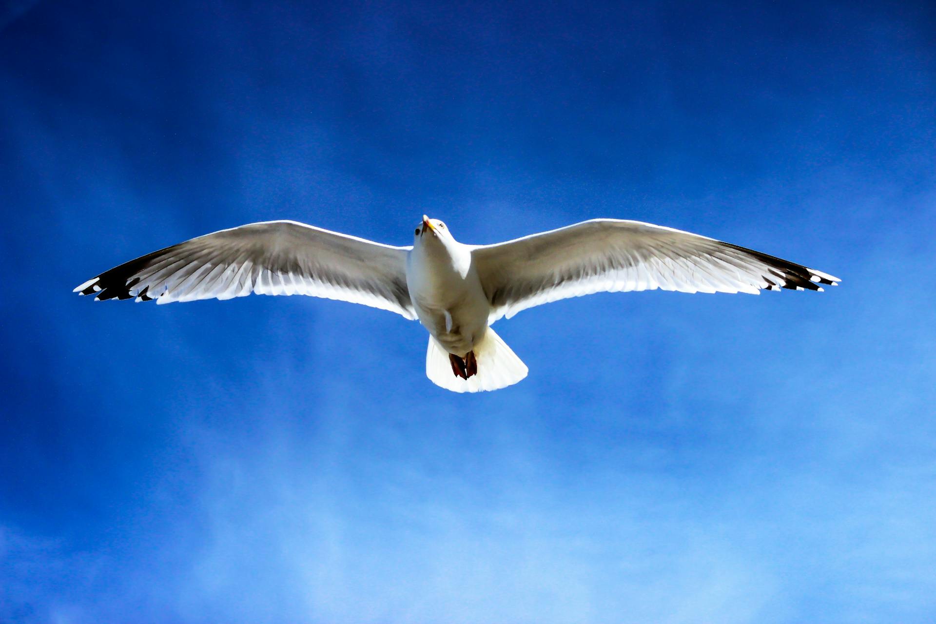 A graceful seagull flying against a clear blue sky, symbolizing freedom and nature's beauty.