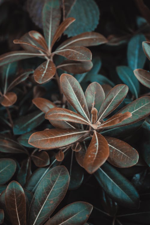 Close-Up Shot of Leaves