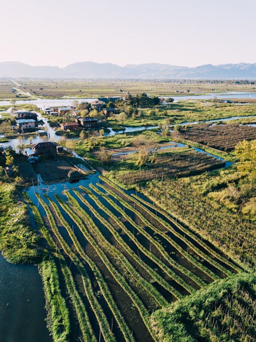 Aerial View of Green Trees and Green Grass Field