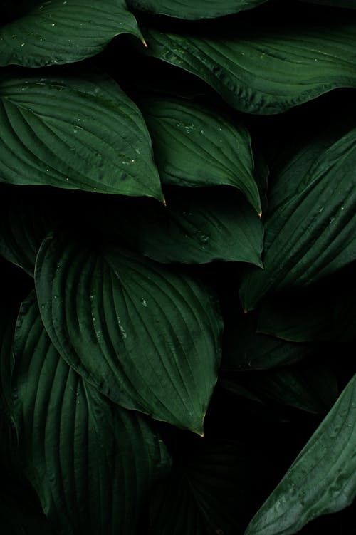 나뭇잎, 수직 쐈어, 식물의의 무료 스톡 사진