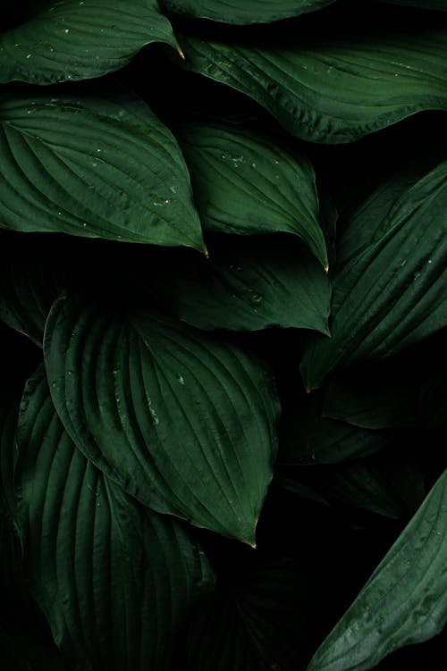 Close-Up Shot of Green Leaves