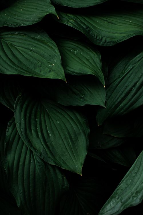 Free A detailed close-up of fresh green leaves with a dramatic, dark tone, showcasing nature's intricate patterns. Stock Photo