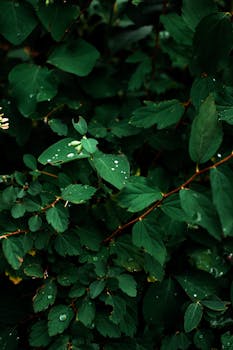 Close-up of lush green leaves with raindrops, capturing nature's serene texture.
