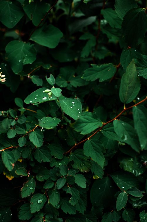 Free Close-up of lush green leaves with raindrops, capturing nature's serene texture. Stock Photo