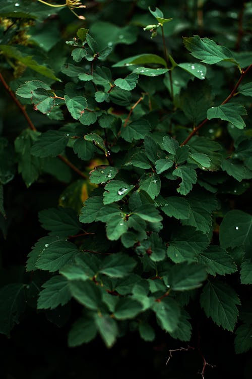 Close-Up Shot of Green Leaves