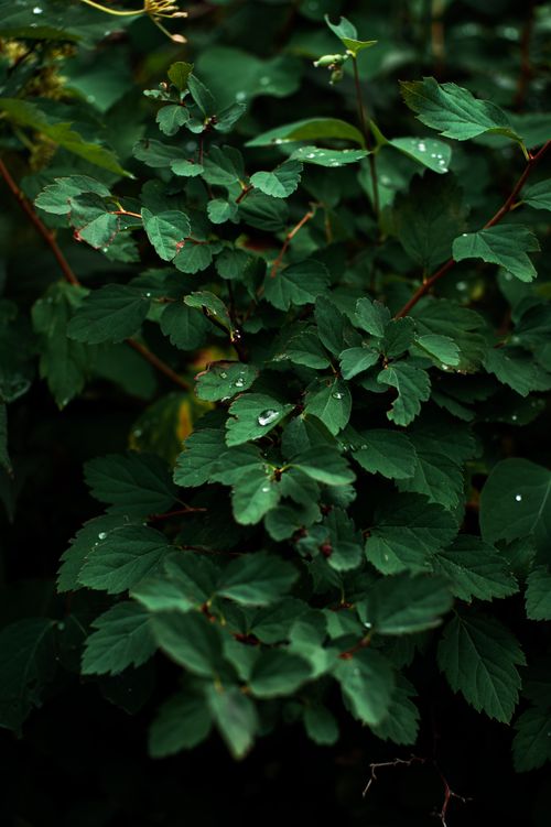 Free High-quality close-up of dew-covered foliage, capturing nature's vibrant textures. Stock Photo