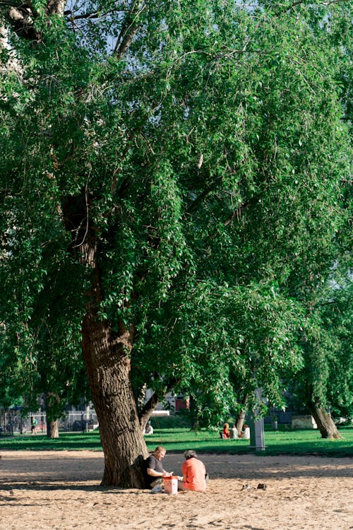 Immagine gratuita di albero, coppia, donna