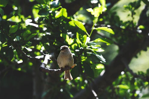 Белая птица на коричневой ветке дерева в дневное время