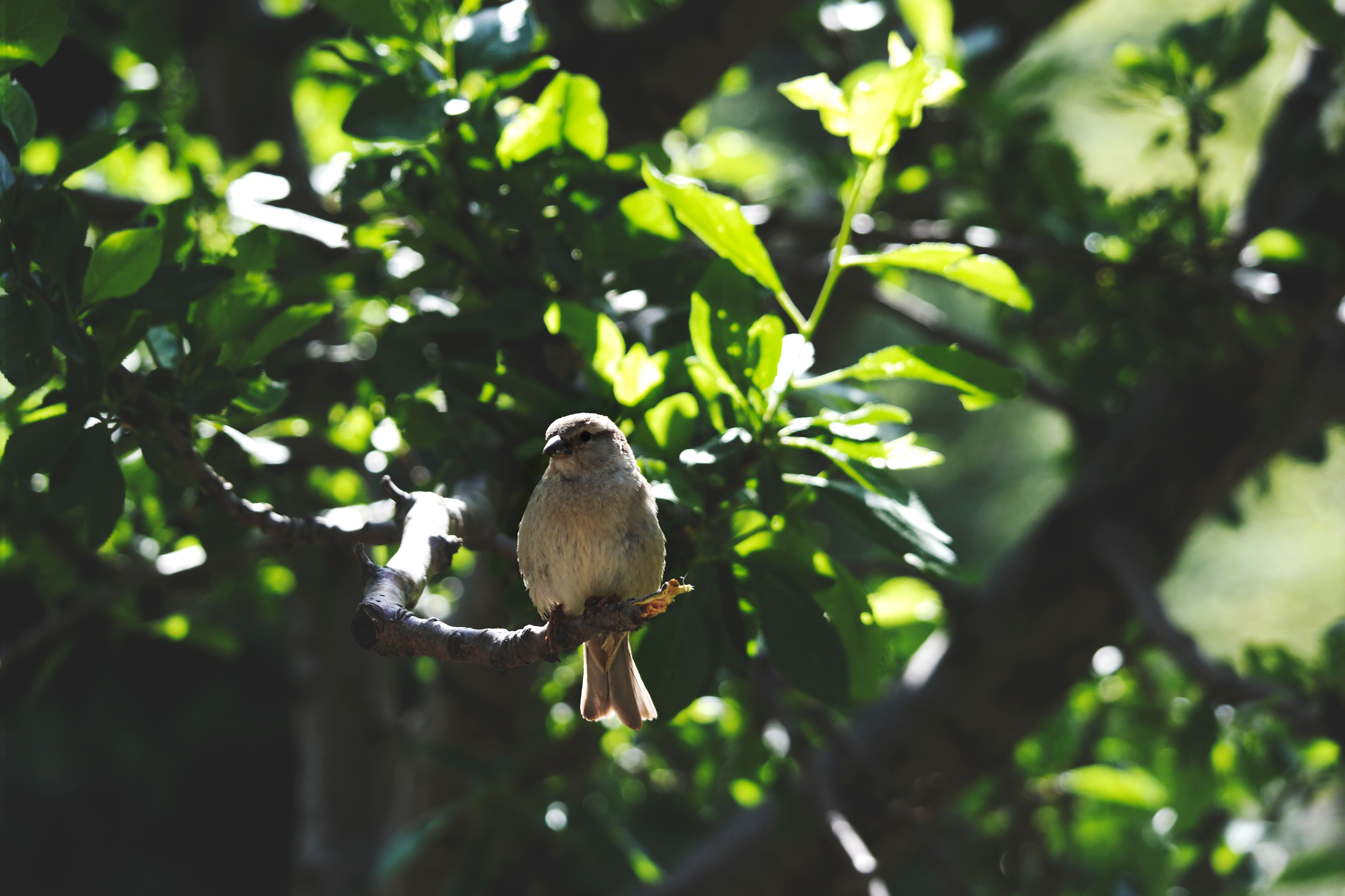White Bird on Brown Tree Branch during Daytime · Free Stock Photo