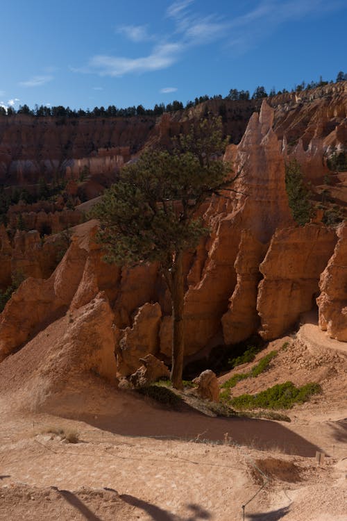 Single Tree Growing in Front of Sandstone Rock Formations