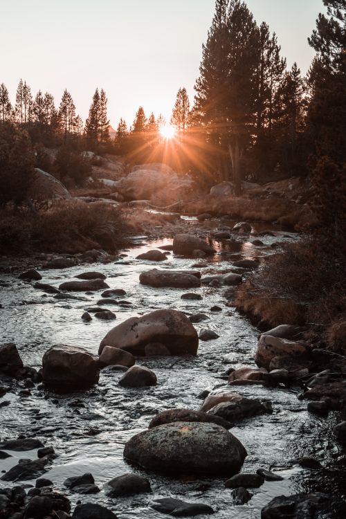Free Peaceful creek flowing through a forest with sunrise in Yosemite National Park, California. Stock Photo