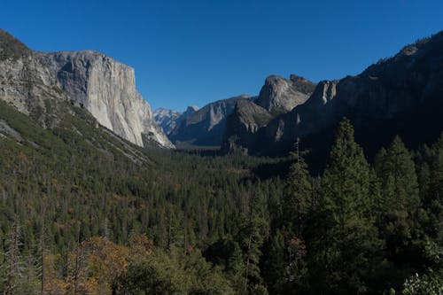 Gray Rocky Mountains Behind Green Trees