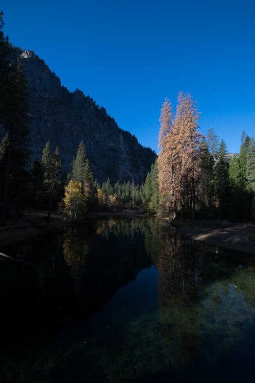 Green  and Brown Trees Near Lake