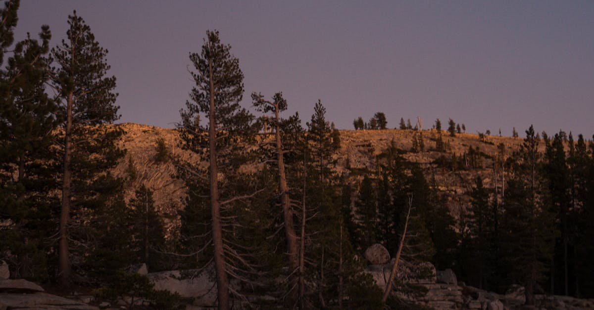 Do wolves really howl at the full moon