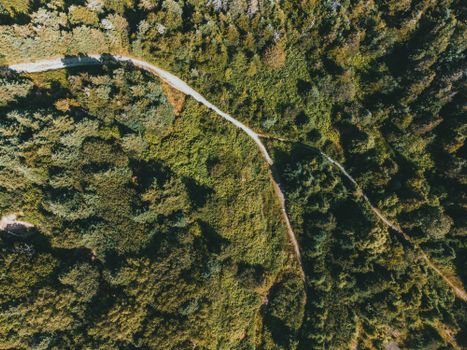 Overhead drone view of lush green forest intersected by a winding trail.