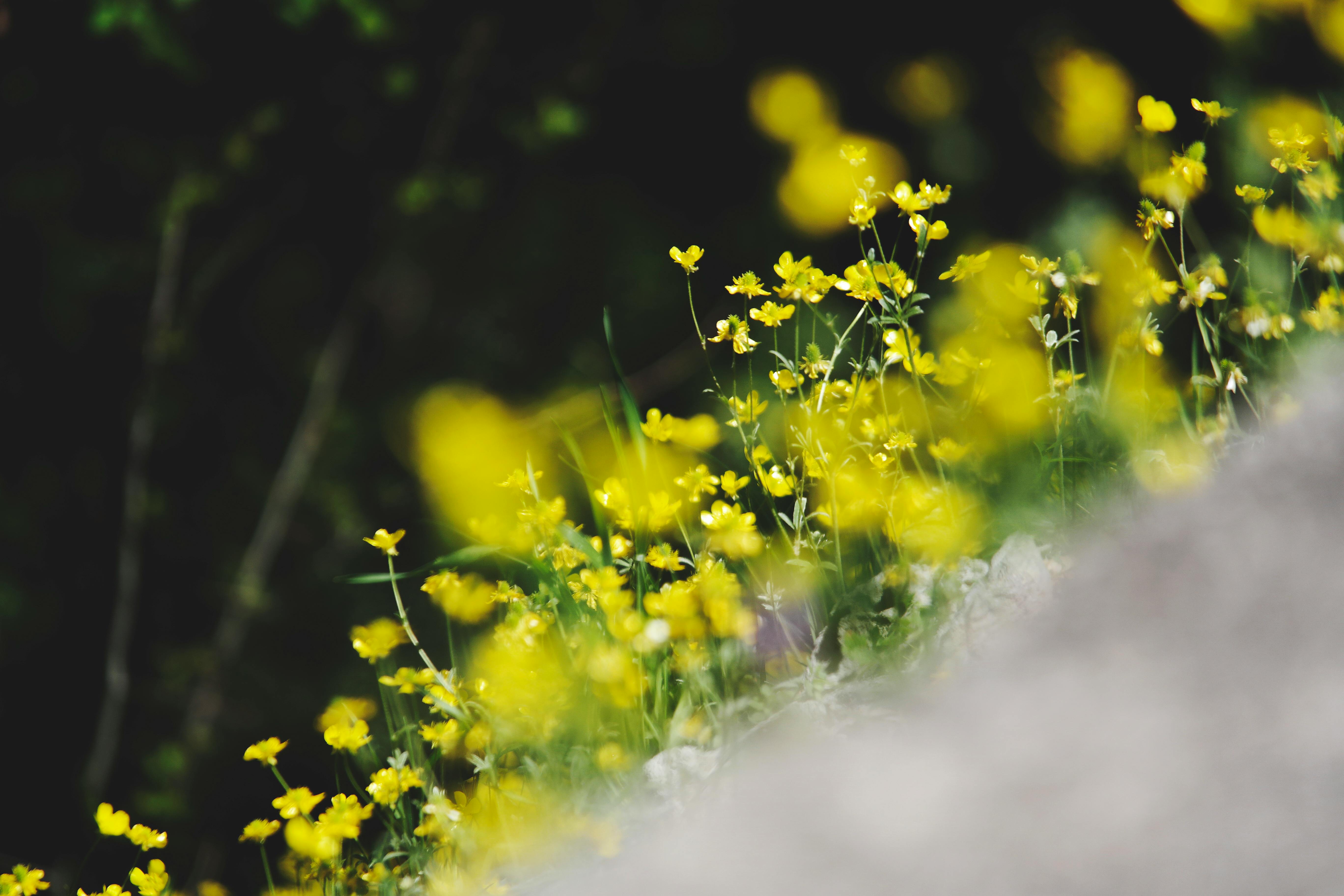A close-up of vibrant yellow wildflowers in a natural outdoor setting, full of life and color.
