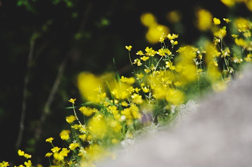 チルトシフトレンズ写真の黄色い花