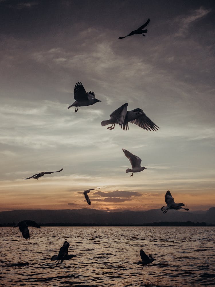 Group Of Seagulls Flying Over The Sea 