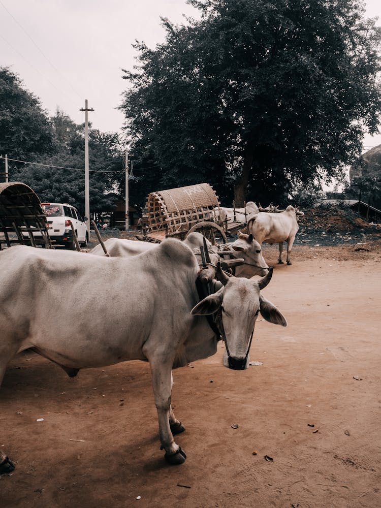 Bull And Cows On Road In Village