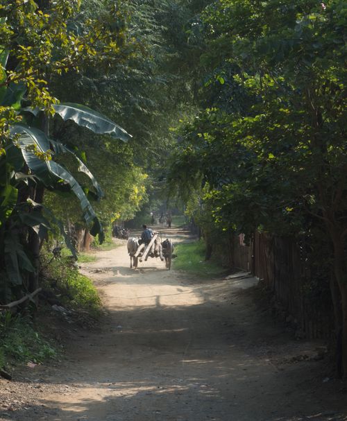 Free A serene rural scene with oxen pulling a cart along a tree-lined road in Myanmar. Stock Photo