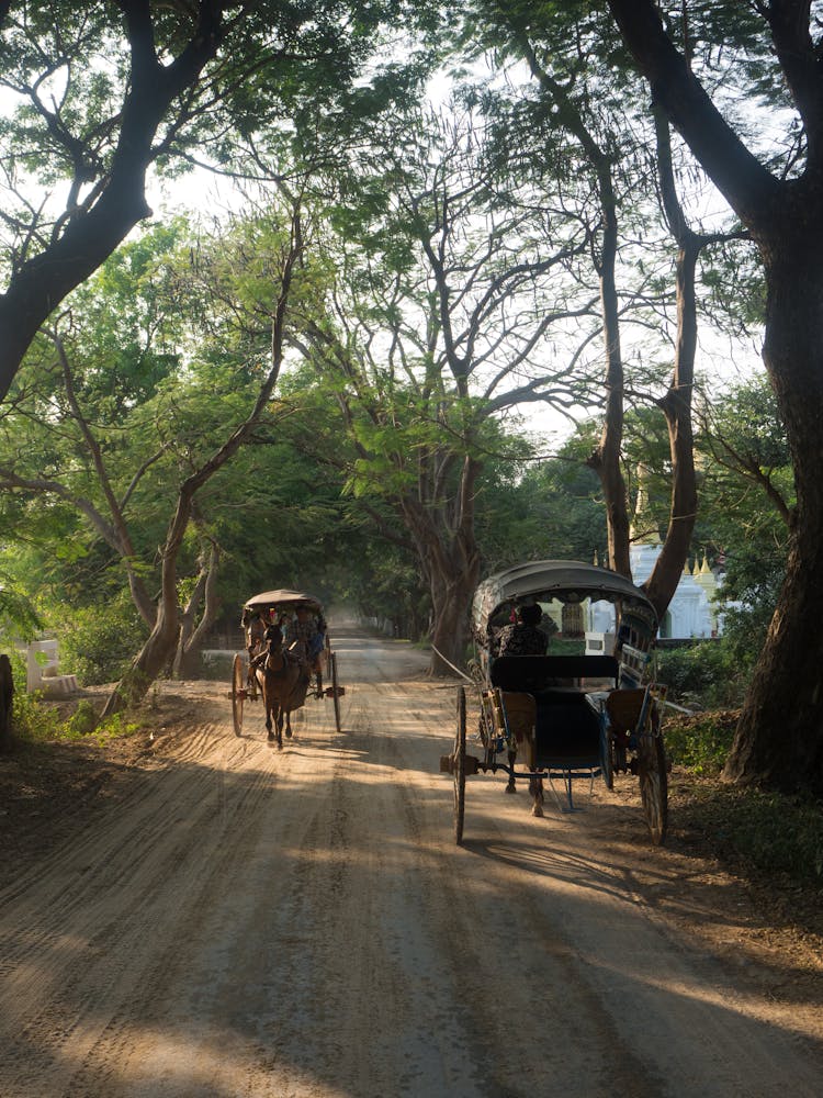 Traditional Wagons With Horses On A Dust Road And Green Trees