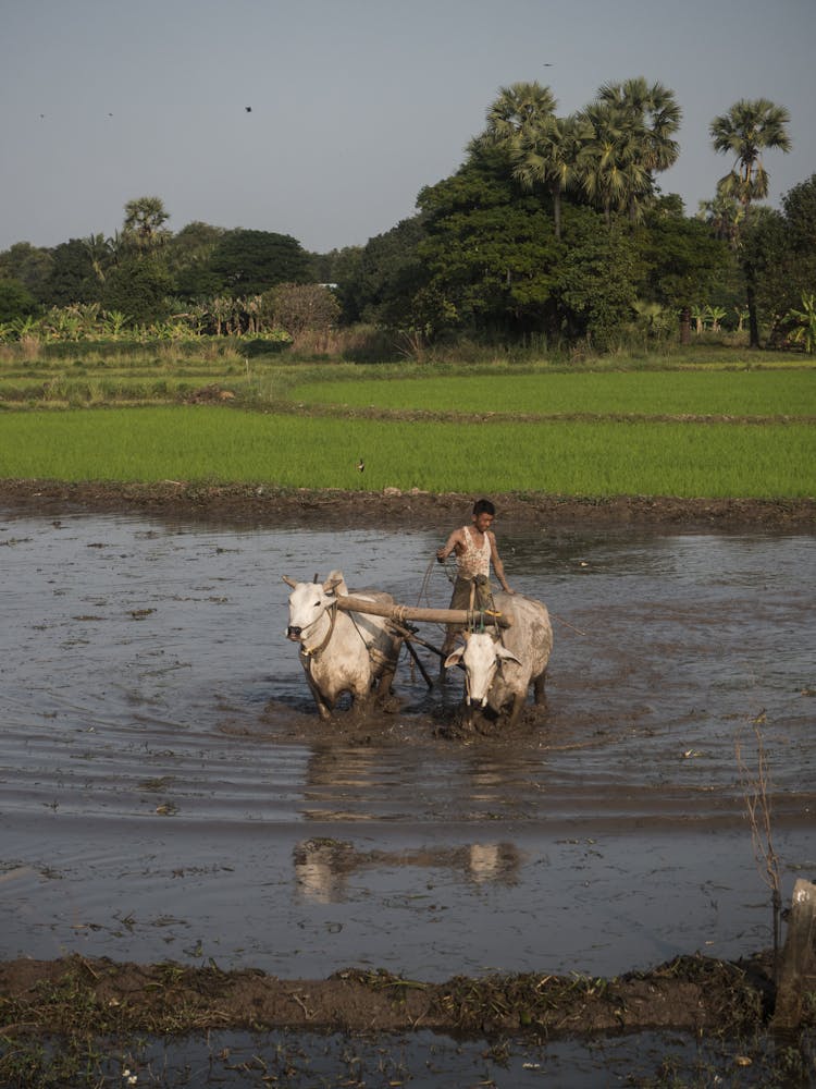 Man With Cows In Ploughing Field