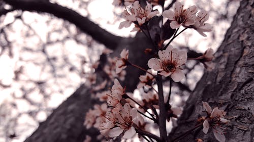 White and Brown 5 Petaled Flower Close Up Photography