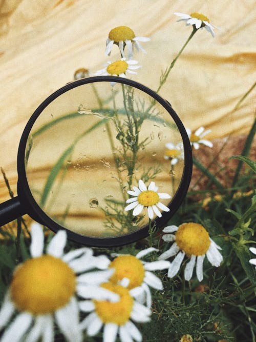 Gratis lagerfoto af blomster, blomstrende, flora