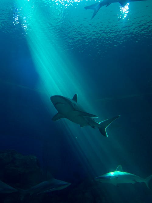 Ingyenes stockfotó cápák, függőleges lövés, kék óceán témában