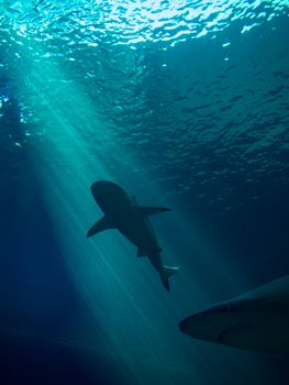 Captivating shark silhouette swimming gracefully with sunlight filtering through blue water.