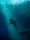 shark