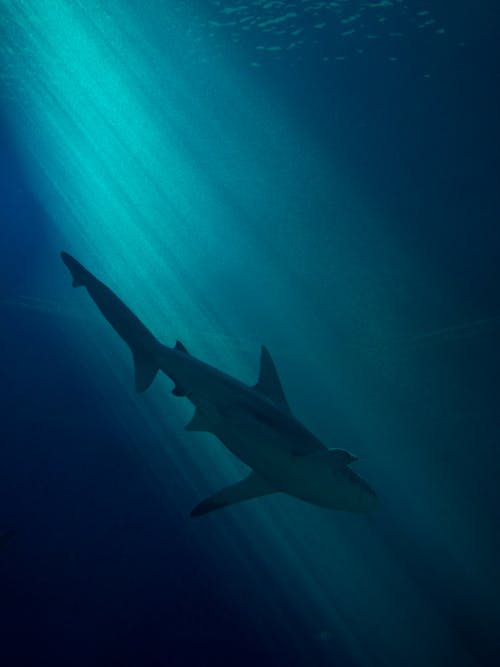 Ingyenes stockfotó cápa, függőleges lövés, mély témában