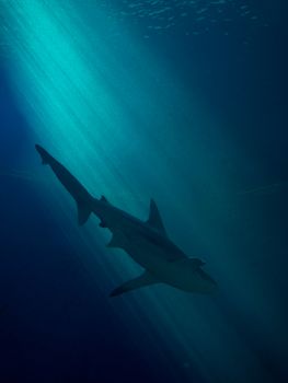 A shark gracefully swimming through ocean depths illuminated by soft blue light rays.