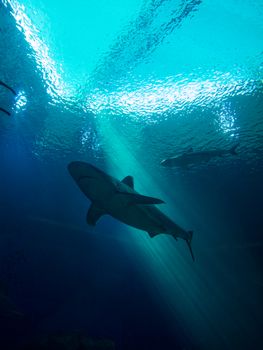 A stunning view of a shark swimming gracefully in a sunlit underwater scene, creating an awe-inspiring marine atmosphere.