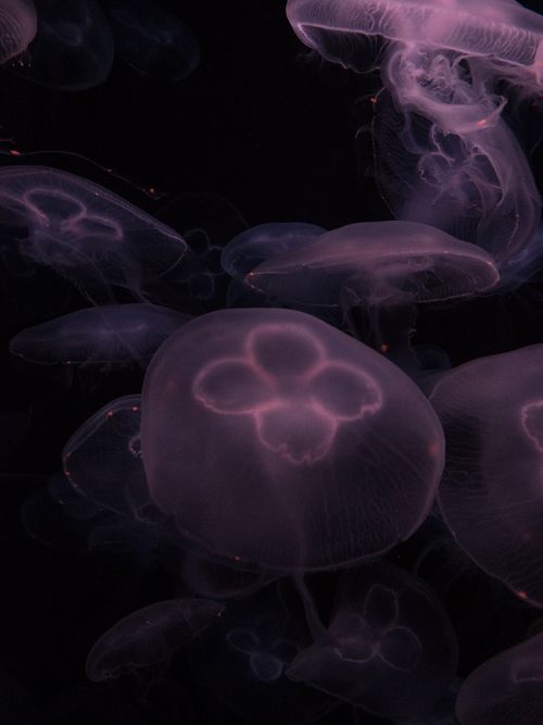 Free Explore the captivating beauty of pink jellyfish glowing in the dark ocean depths. Stock Photo