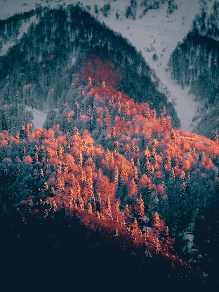 Aerial View Of Forest Changing Colors In Autumn